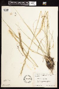 Nassella viridula image