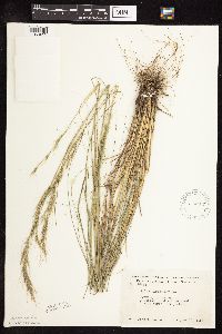 Nassella viridula image