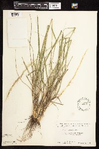 Nassella viridula image