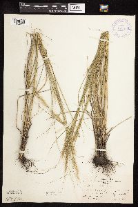 Nassella viridula image