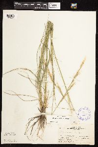 Nassella viridula image