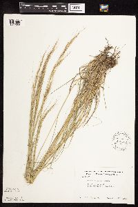 Nassella viridula image