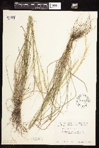 Nassella viridula image