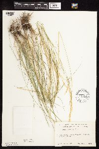 Nassella viridula image