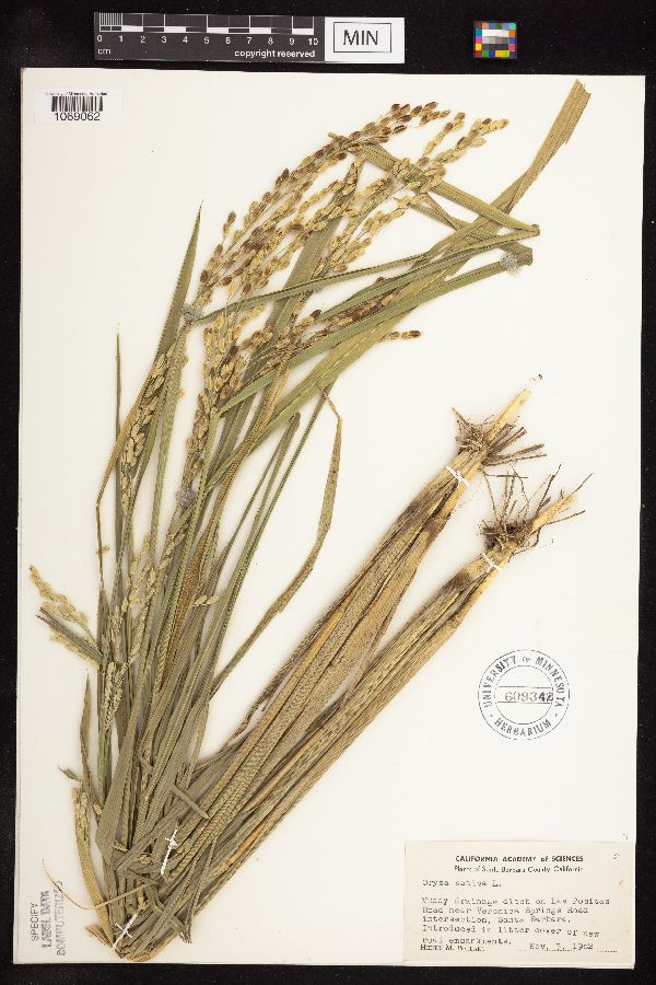 Oryza sativa image