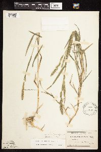 Muhlenbergia racemosa image
