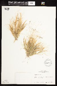 Panicum capillare image