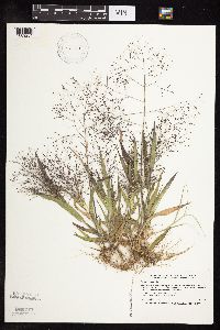 Panicum capillare image