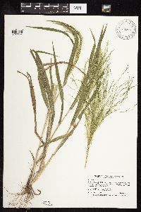 Panicum capillare image