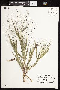 Panicum capillare image