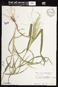 Panicum capillare image