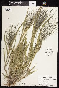 Panicum capillare image