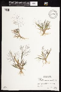 Panicum capillare image