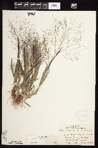 Panicum capillare image