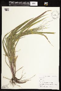 Panicum capillare image