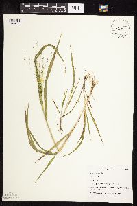 Panicum capillare image