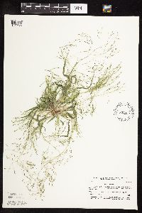 Panicum capillare image