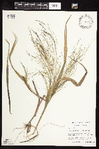 Panicum capillare image