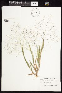 Panicum capillare image
