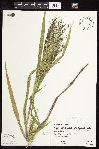 Panicum capillare image