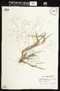 Panicum capillare image