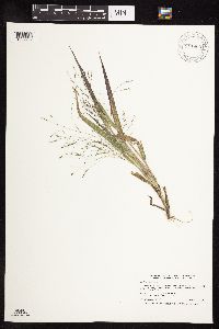 Panicum capillare image