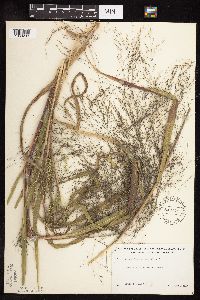 Panicum capillare image