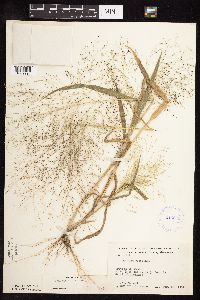 Panicum capillare image