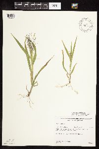 Panicum capillare image