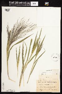 Panicum capillare image