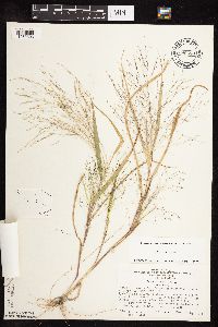 Panicum capillare image