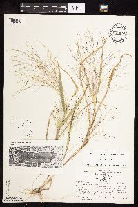 Panicum capillare image