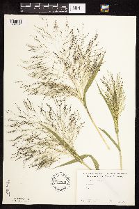 Panicum capillare image