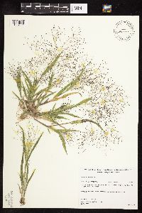 Panicum capillare image