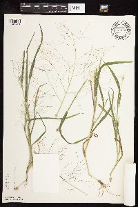 Panicum capillare image