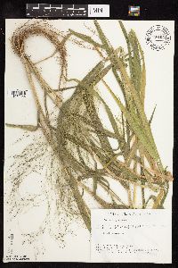 Panicum capillare image