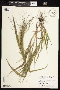 Panicum capillare image