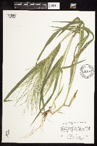 Panicum capillare image