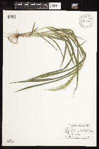 Panicum capillare image