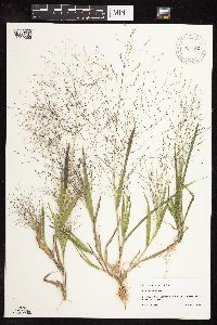 Panicum capillare image