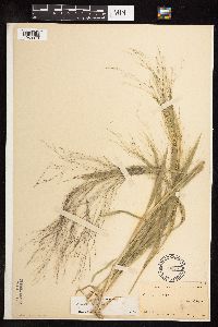 Panicum capillare image
