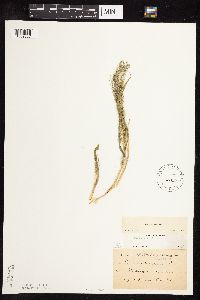 Panicum capillare image