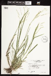 Panicum dichotomiflorum image