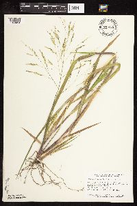Panicum dichotomiflorum image
