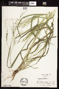 Panicum dichotomiflorum image