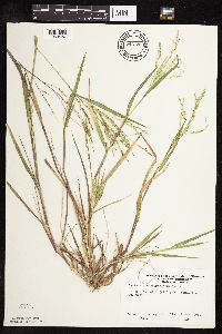 Panicum dichotomiflorum image