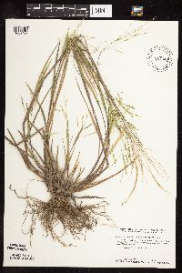 Panicum dichotomiflorum image