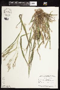 Panicum dichotomiflorum image