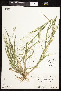 Panicum dichotomiflorum image