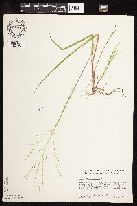 Panicum dichotomiflorum image